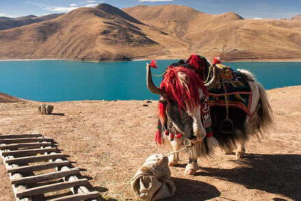 Du lịch Tây Tạng: Những điều cần lưu ý để tận hưởng chuyến đi trọn vẹn nhất