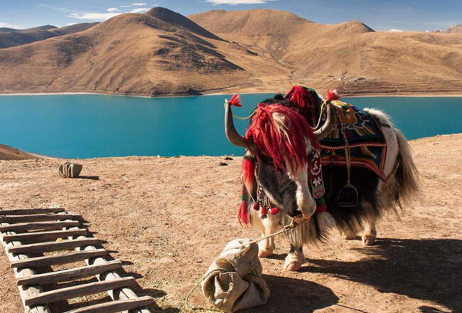 Du lịch Tây Tạng: Những điều cần lưu ý để tận hưởng chuyến đi trọn vẹn nhất