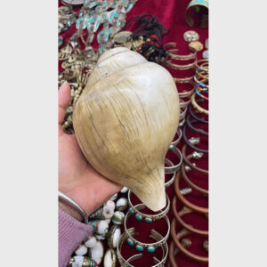 Ốc loa cổ Tibet cỡ lớn hiếm gặp